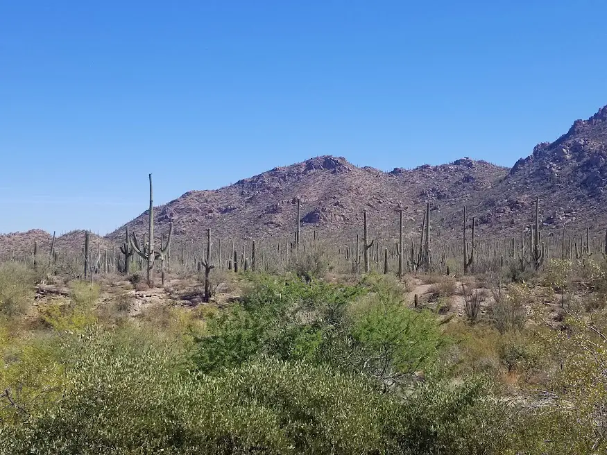 View of Saguaro National Park